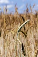 wheat ears close up photo