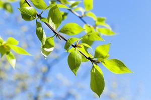 linden leaves, spring photo