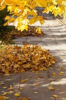 dried and fallen foliage photo