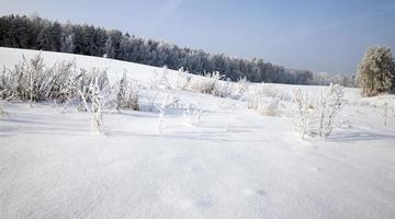 grass in winter season photo