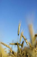 ripe yellow cereals photo