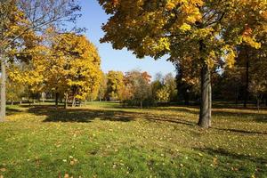 bosque de otoño, bielorrusia foto