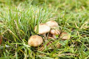 hongos venenosos, hierba foto