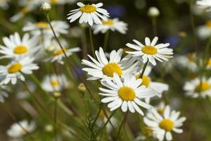 daisies , the spring photo