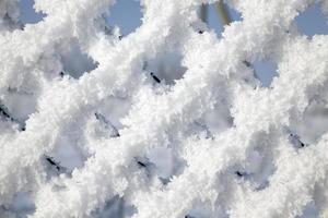 mesh netting and frost photo