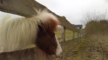 Icelandic horse within a horse fold, being fed carrots by a woman. It is a grey autumn day. video