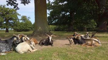 Gruppe von Ziegen, die auf einem grünen Feld ruhen video