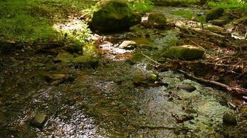 agua que fluye en un pequeño arroyo del bosque video