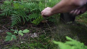 Mushroom hunting in a forrest, stock footage3 video