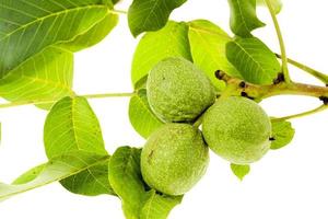 walnut isolated on white photo