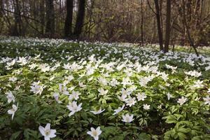 flores de primavera, primer plano foto