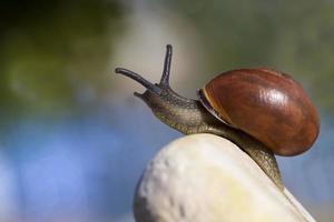 common wild snail crawling on rocks and illuminated by sunlight photo