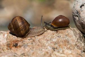 common wild snail crawling on rocks and illuminated by sunlight photo