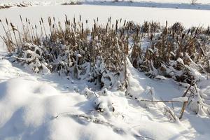 suelo cubierto y hierba con una gruesa capa de nieve después de un ciclón foto