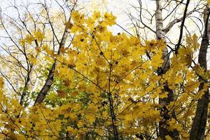 autumn forest ,  Belarus photo