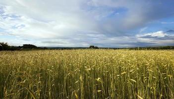 wheat field close up photo