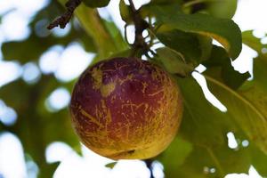 red apple on the tree photo