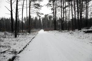 el camino de invierno foto