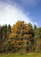 yellow maple in a small forest photo