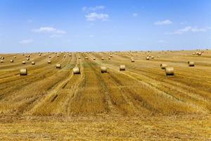 stack of straw in the field photo