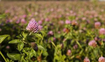 clover flowers  . Closeup. photo