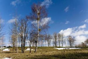 trees in winter photo