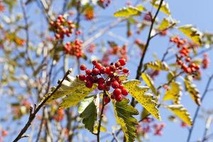 red mountain ash in the autumn photo