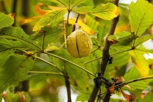 Chestnut on a tree branch photo