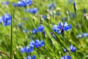blue cornflower . spring photo