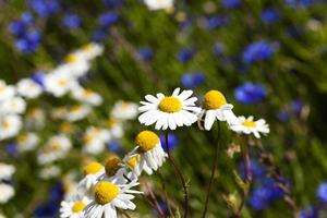 chamomile with cornflowers photo