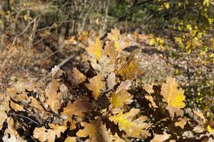 árboles de hoja caduca en la temporada de otoño durante la caída de las hojas foto