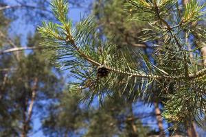 coniferous trees in the summer photo