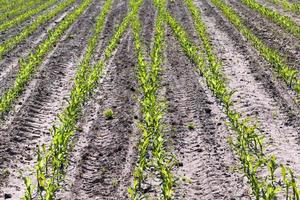 maíz joven verde en un campo agrícola en la temporada de primavera foto