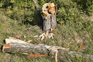 broken tree trunk photo