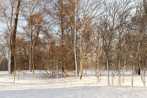 winter day after a snowfall photo