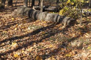 troncos tirados en el bosque en la temporada de otoño foto