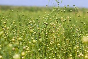 agricultural field with flax plants photo