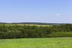 los cereales verdes son inmaduros en un campo agrícola foto