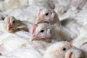 criar pollos en una granja avícola foto