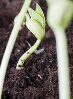 green bean sprouts photo