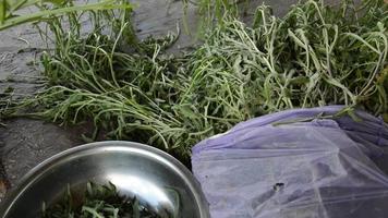 Cleaning herb arugula for vegetarian eating video
