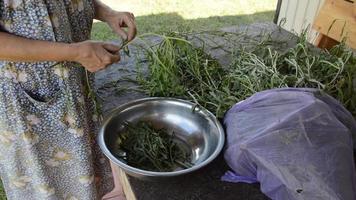 Cleaning herb arugula for vegetarian eating video