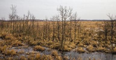 snow covered swamp area photo