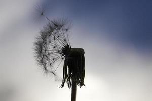 beautiful dandelion, close up photo