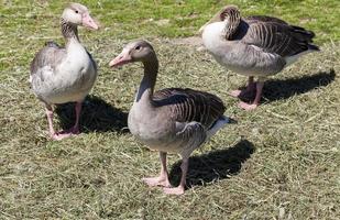 Three goose, close up photo