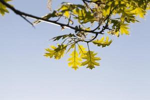 oak blooming, close up photo