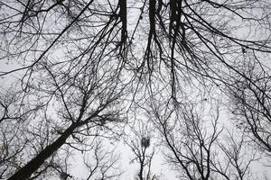 diferentes árboles de hoja caduca foto