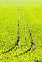 real organic green wheat field photo