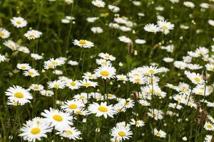white daisy . spring photo