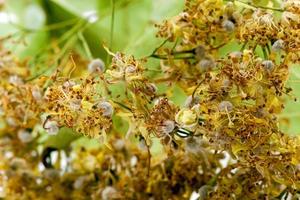 linden blossoms dry photo